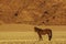 Namib wild horses, feral horses in a desert, One horse standing against rocks