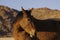 Namib wild horses, feral horses in a desert, up close