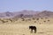 Namib wild horses, feral horses in a desert, up close