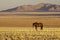 Namib wild horses, feral horses in a desert, walking into the sun