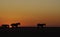 Namib wild horses, feral horses in a desert, walking into the sun