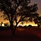 Namibia, Africa, silhouette of tree