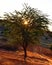 Namibia, Africa, tree against sunset