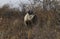 Namibia Black Rhinoceros standing amongst bushes