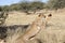 Namibia: Cheetahjumping up near Okahandja