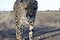 Namibia: Close to a cheetah in the Kalahari desert of Namibia