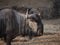 Namibia, Damaraland, Etosha park