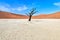 Namibia. Deadvlei clay pan. Namib Naukluft National Park. A dried out dead camel thorn (Vachellia erioloba