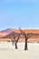 Namibia. Deadvlei clay pan. Namib Naukluft National Park. A dried out dead camel thorn (Vachellia erioloba