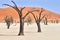 Namibia. Deadvlei clay pan. Namib Naukluft National Park. A dried out dead camel thorn (Vachellia erioloba