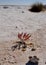 Namibia: Desert plant at the boarder of the Etosha salt pans