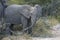 Namibia , elephant im Etosha Park
