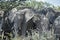 Namibia , elephant im Etosha Park