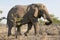 Namibia Elephant walking