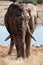 Namibia: A elephant at the waterhole at the Okaukue