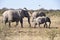 Namibia: Elephants with a baby in the Etosha National park