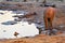 Namibia. Etosha National Park. Elephant drinking at a waterhole at sunset