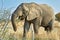 Namibia. Etosha National Park. Elephant in the wild