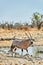 Namibia. Etosha National Park. Gemsbok Oryx