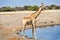 Namibia. Etosha National Park. Giraffe and black faced impala drinking at a waterhole