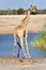 Namibia. Etosha National Park. Giraffe drinking at a waterhole