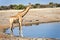 Namibia. Etosha National Park. Giraffe drinking at a waterhole