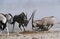 Namibia Etosha Pan Gemsbok fighting