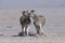 Namibia Etosha Pan two Burchell\'s Zebras running side by side