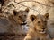 Namibia, Etosha park, young lions,