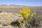 Namibia: Flowering desert bush at Fish River Canyon