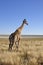 Namibia: Giraf at the boarder of the Etosha salt-pan