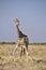 Namibia: Giraf in Etosha NAtionalpark.