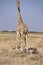 Namibia: A Giraf in Etosha Nationalpark observing the tourists