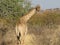 Namibia giraffe turned to look