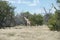 Namibia , Giraffe walking in savannah