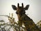 Namibia giraffe zoom face
