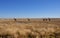 Namibia: Girafs at the boarder of the Etosha salt pans