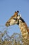 Namibia: Girafs at Namutomi Camp in Etosha.