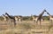 Namibia: Girafs at Namutomi Camp in Etosha.