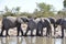 Namibia: A herd of elephants at the waterhole in Etosha National