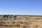 Namibia: A herd of girafs and elephants in Etosha National park