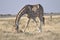 Namibia: Hungry Giraf feeding from cadaver in Etosha NAtionalpark.