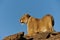 Namibia - Lioness