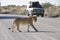 Namibia: Lioness walking over the gravel road in Etosha