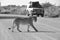 Namibia: Lioness is walking over the gravel road in Etosha Nationalpark in front of the safari-cars