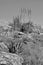 Namibia: Nature and vegetation at the boarder of the Etosha-saltpan