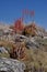 Namibia: Nature and vegetation at Etosha national park