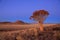 Namibia - Quiver Tree