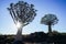 Namibia Quiver Tree Forest with lens flare