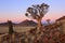 Namibia - Quiver Trees